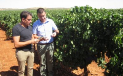 Martinez Arroyo afirma que la vendimia en la DO Valdepeñas será tranquila